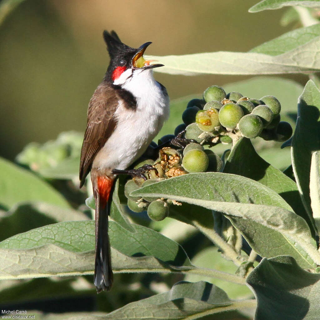 Red-whiskered Bulbul, feeding habits, eats