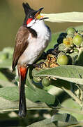 Red-whiskered Bulbul