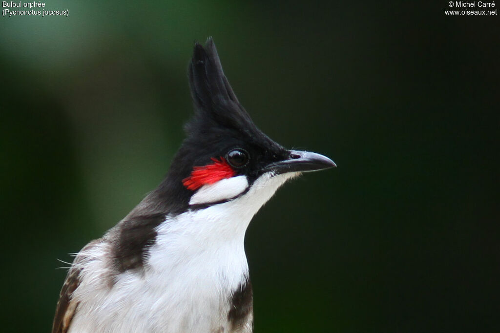 Red-whiskered Bulbul