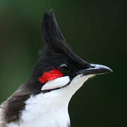 Red-whiskered Bulbul