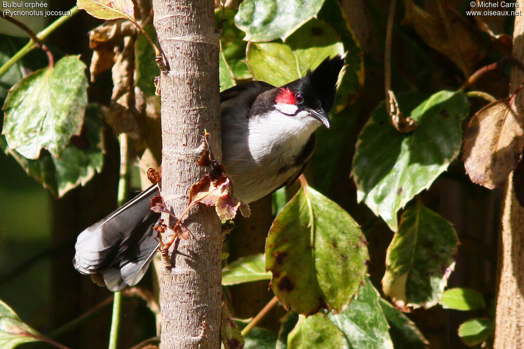 Red-whiskered Bulbul