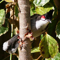 Bulbul orphée