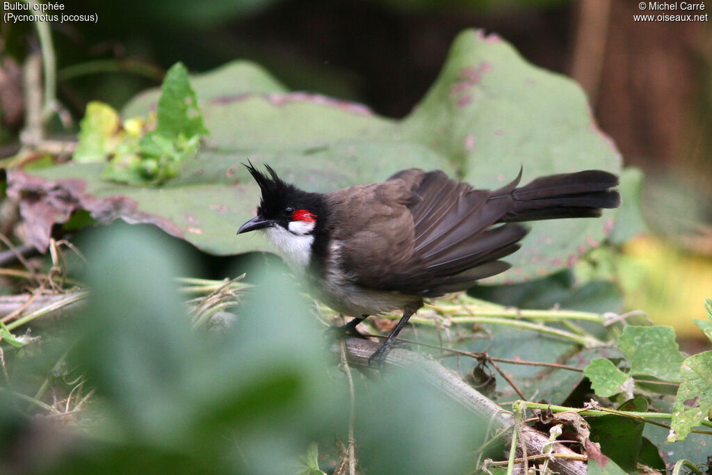 Bulbul orphéeadulte