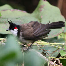 Bulbul orphée