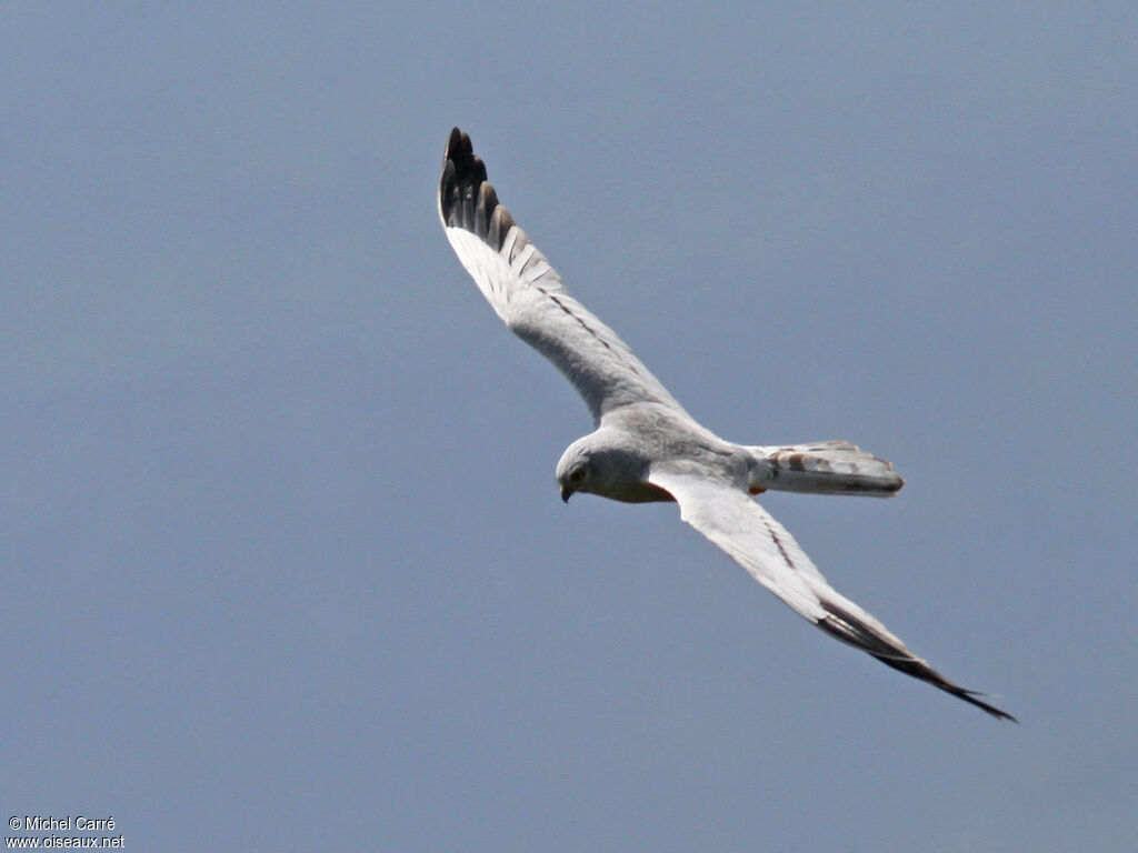 Montagu's Harrier male adult, Flight