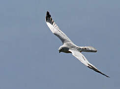 Montagu's Harrier