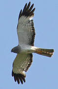 Northern Harrier