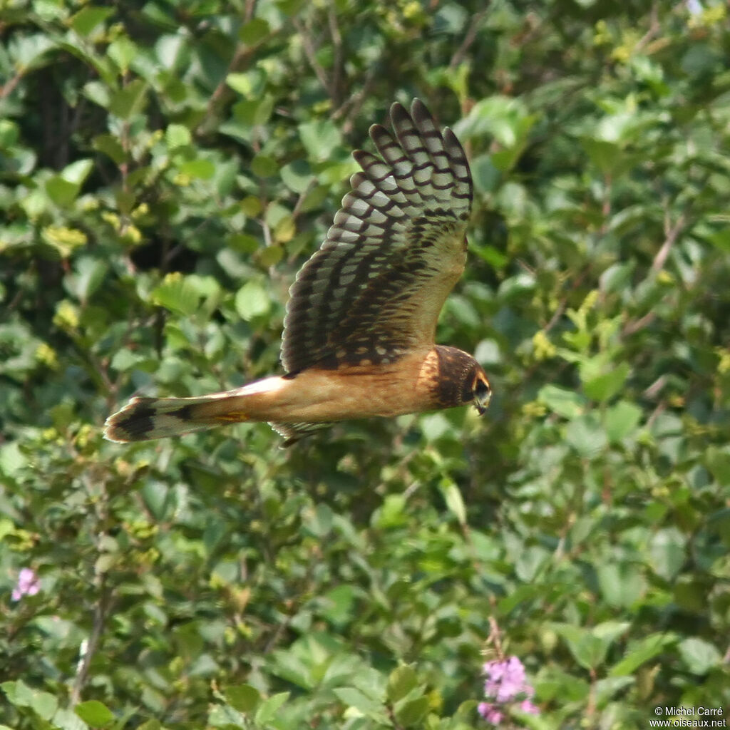 Northern Harrierjuvenile, Flight