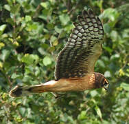 Northern Harrier