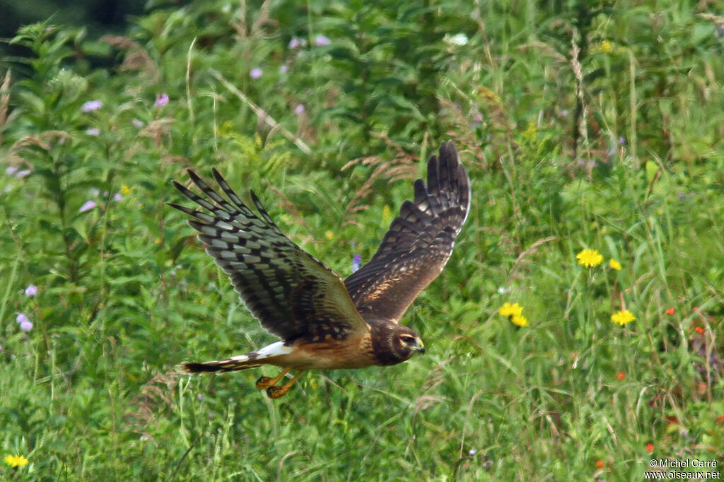 Northern Harrierjuvenile, pigmentation, Flight