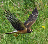 Northern Harrier