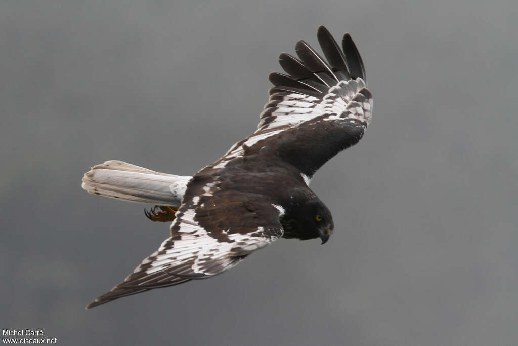 Reunion Harrier male adult, Flight