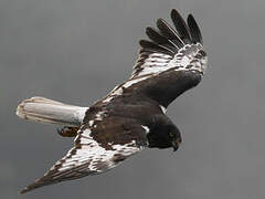 Reunion Harrier