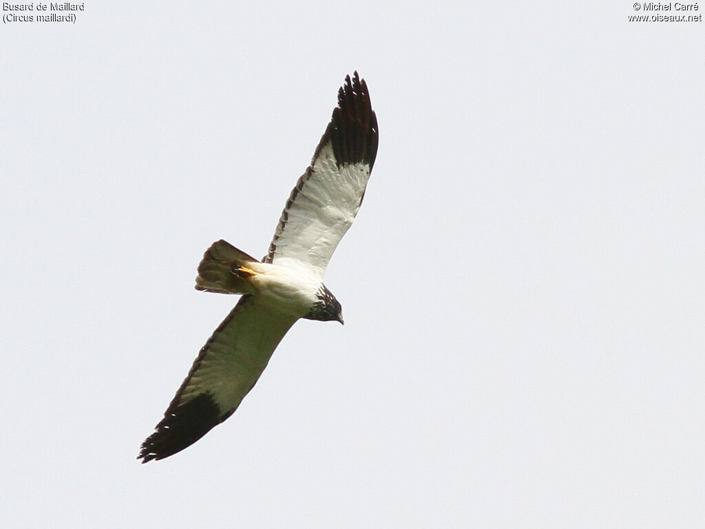 Reunion Harrier male adult, Flight