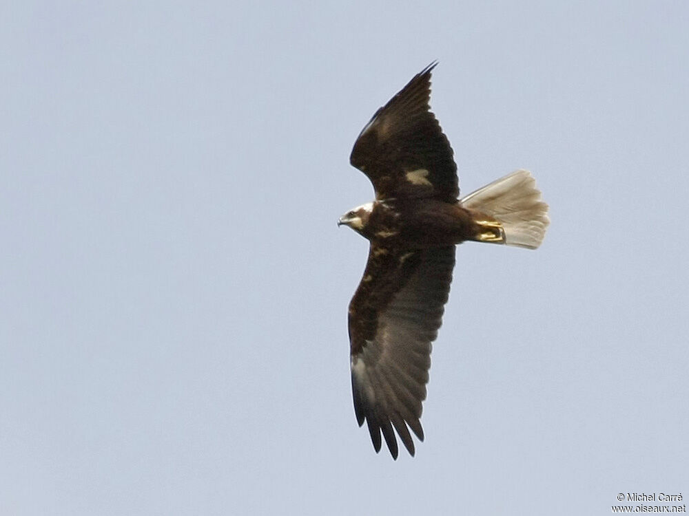 Western Marsh Harrier female adult, Flight