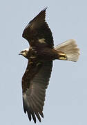 Western Marsh Harrier