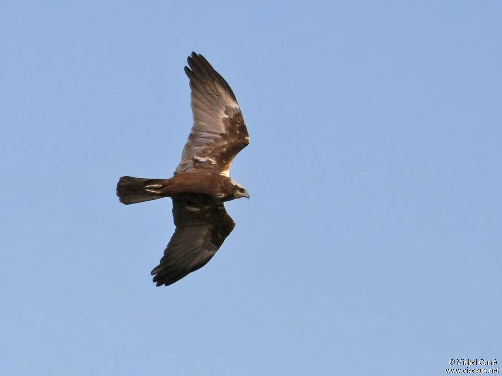 Western Marsh Harrierimmature