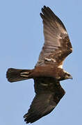 Western Marsh Harrier