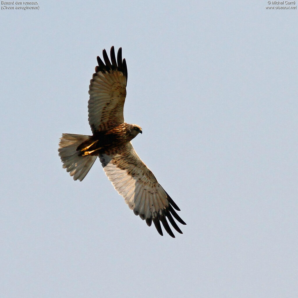 Western Marsh Harrier male adult