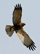 Western Marsh Harrier