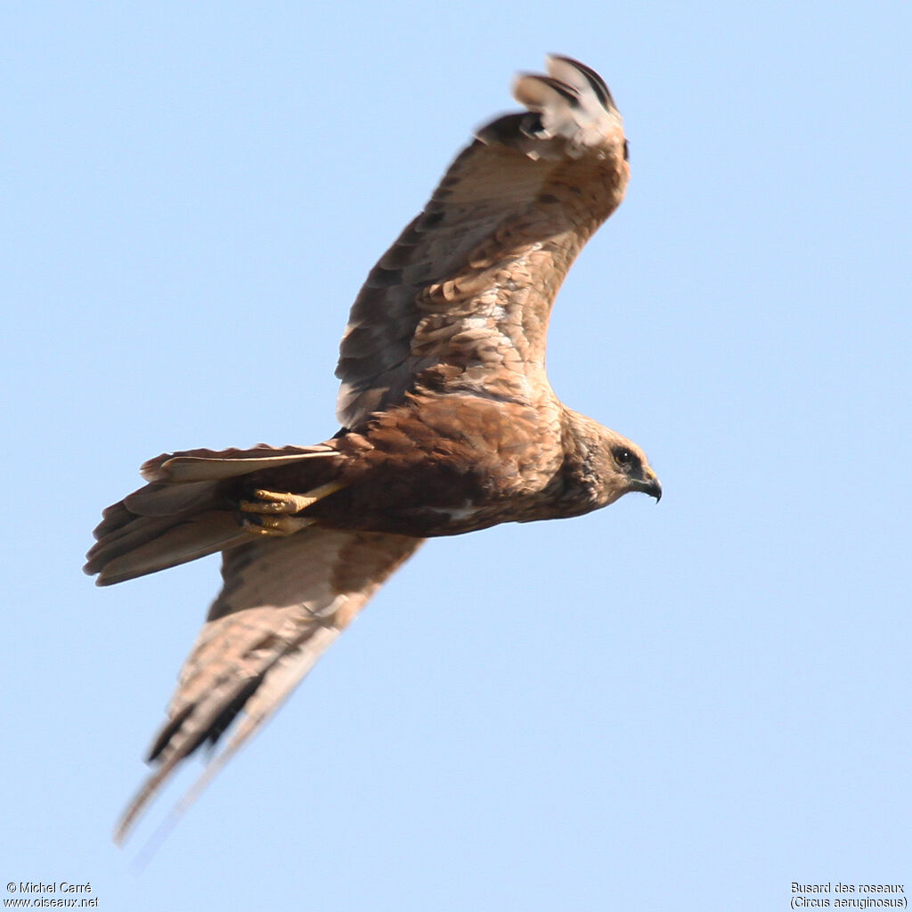 Western Marsh Harrier