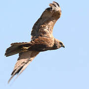 Western Marsh Harrier