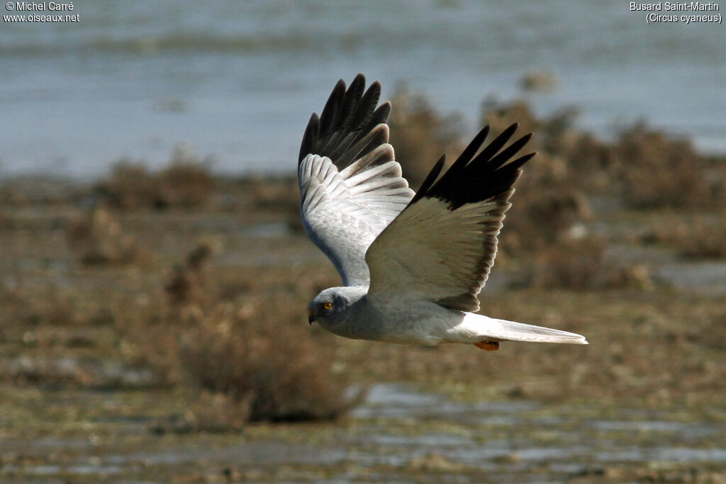 Hen Harrier