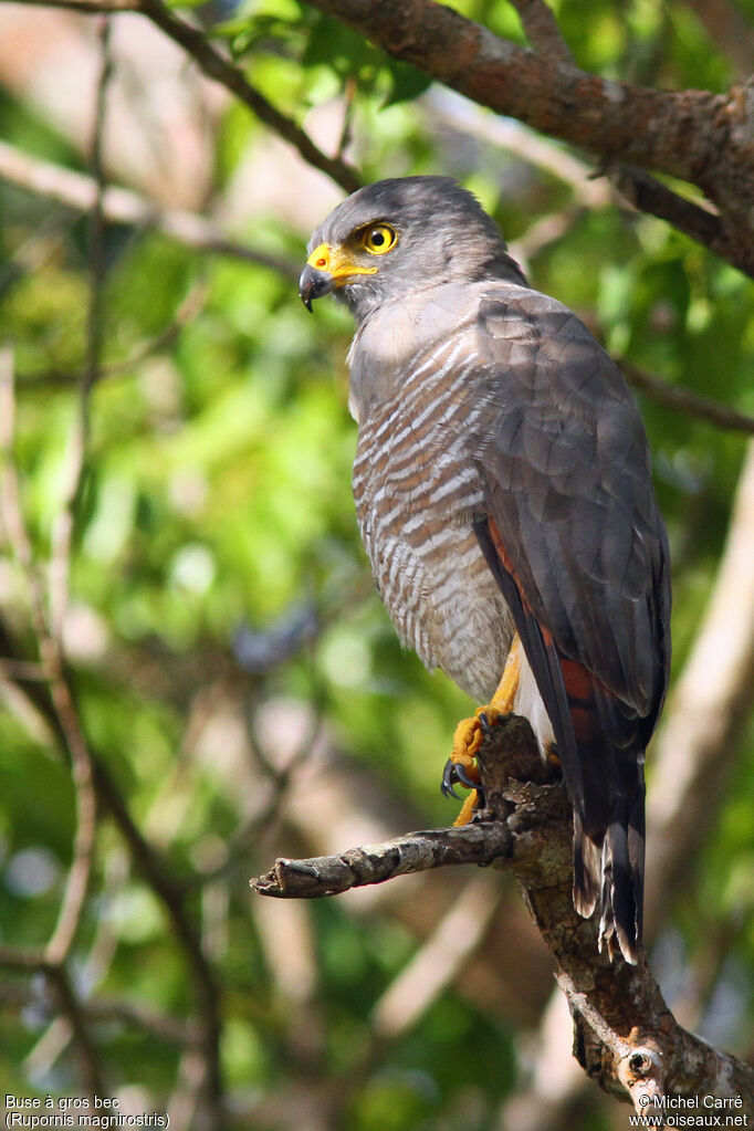 Roadside Hawkadult