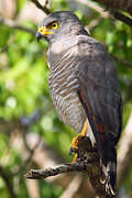 Roadside Hawk