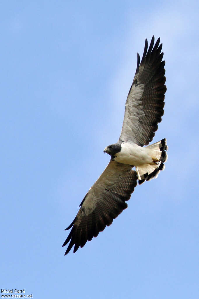 White-tailed Hawkadult, pigmentation, Flight