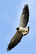 White-tailed Hawk