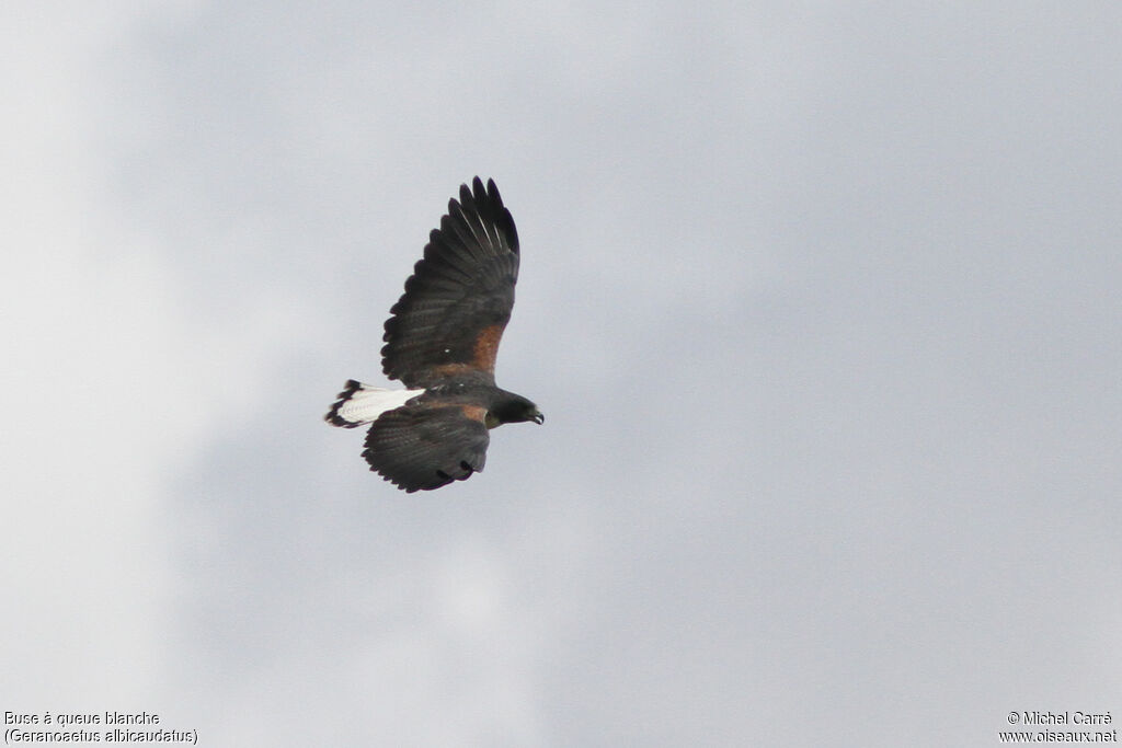 White-tailed Hawkadult