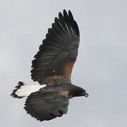 White-tailed Hawk