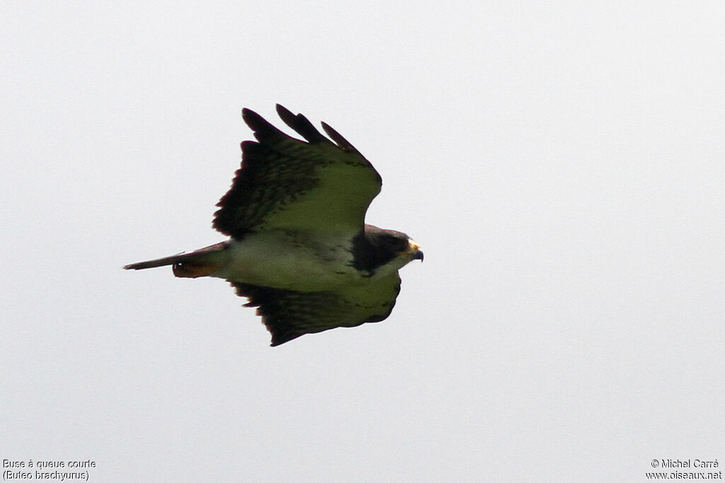 Short-tailed Hawkadult, Flight