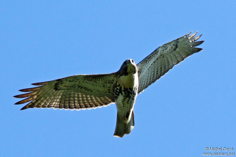 Red-tailed Hawkjuvenile, Flight