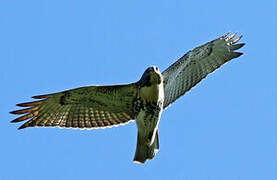 Red-tailed Hawk