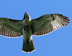 Red-tailed Hawk