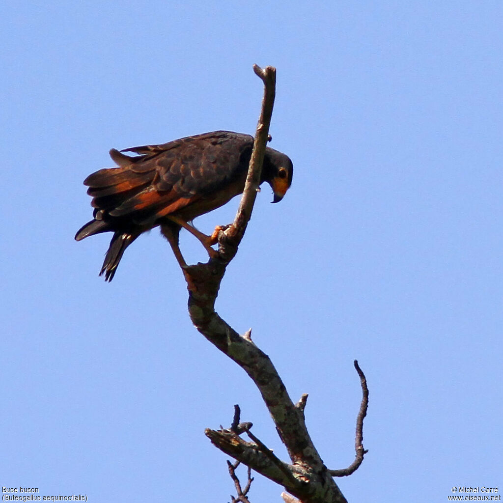 Rufous Crab Hawk