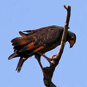 Rufous Crab Hawk