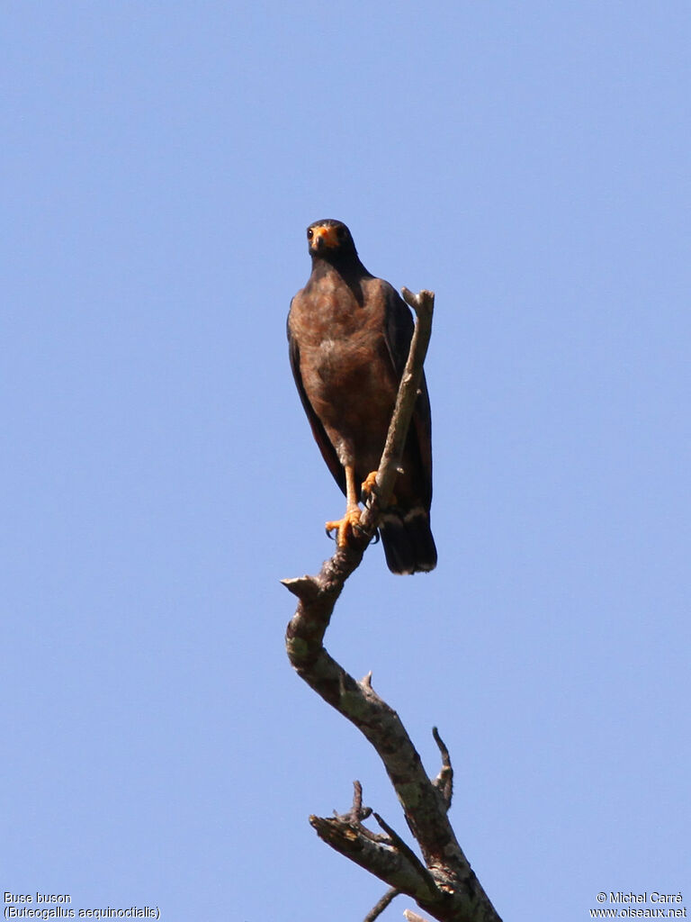 Rufous Crab Hawk