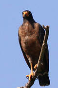 Rufous Crab Hawk