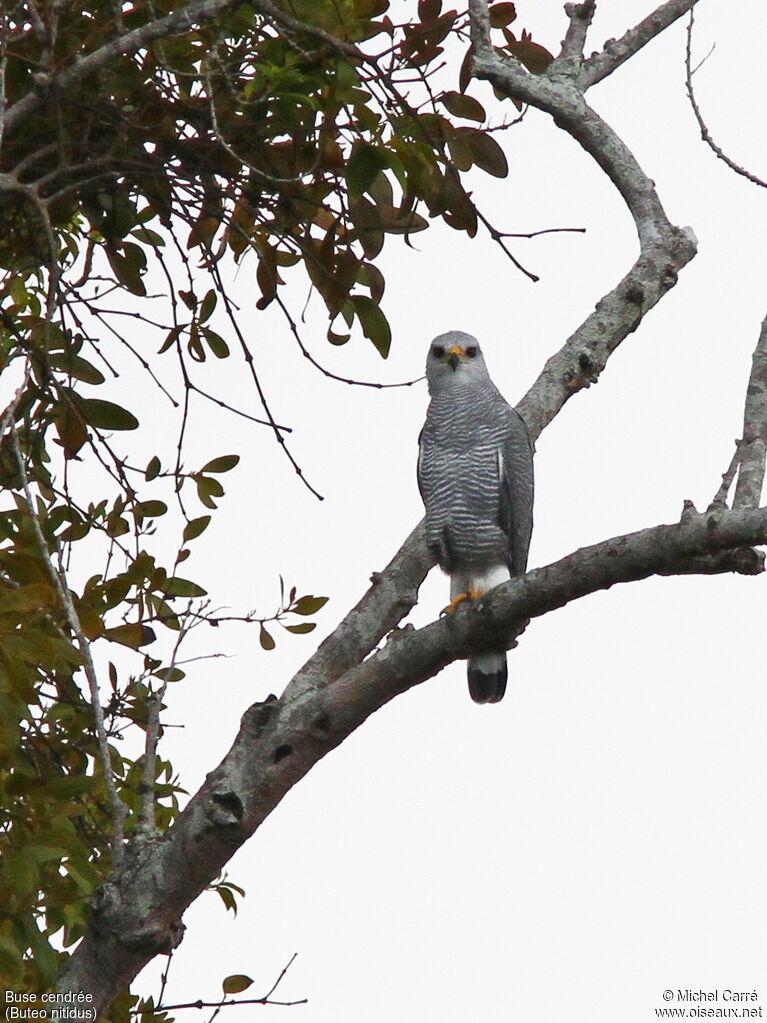 Grey-lined Hawk