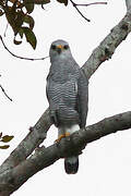 Grey-lined Hawk