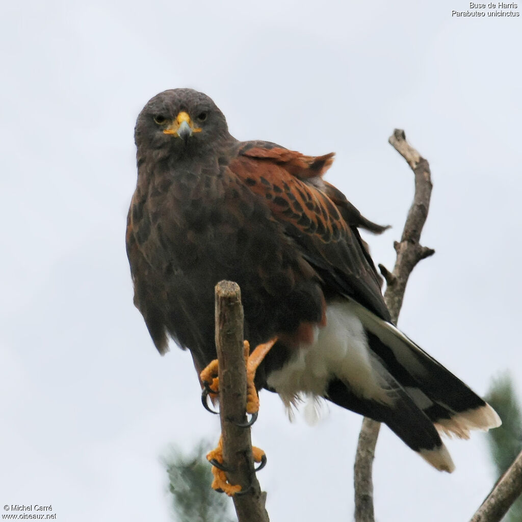 Buse de Harrisadulte, identification