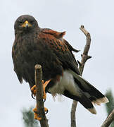 Harris's Hawk