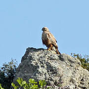 Long-legged Buzzard