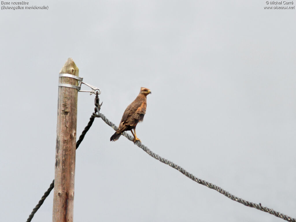 Savanna Hawk