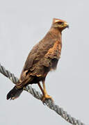 Savanna Hawk