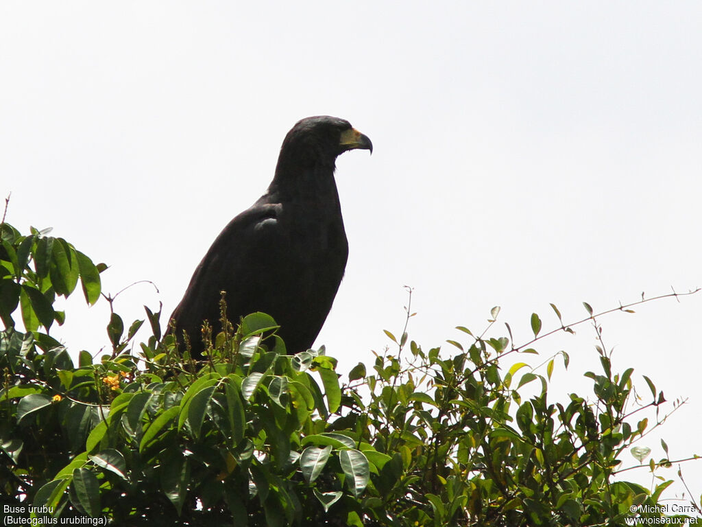 Great Black Hawkadult