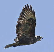 Common Buzzard